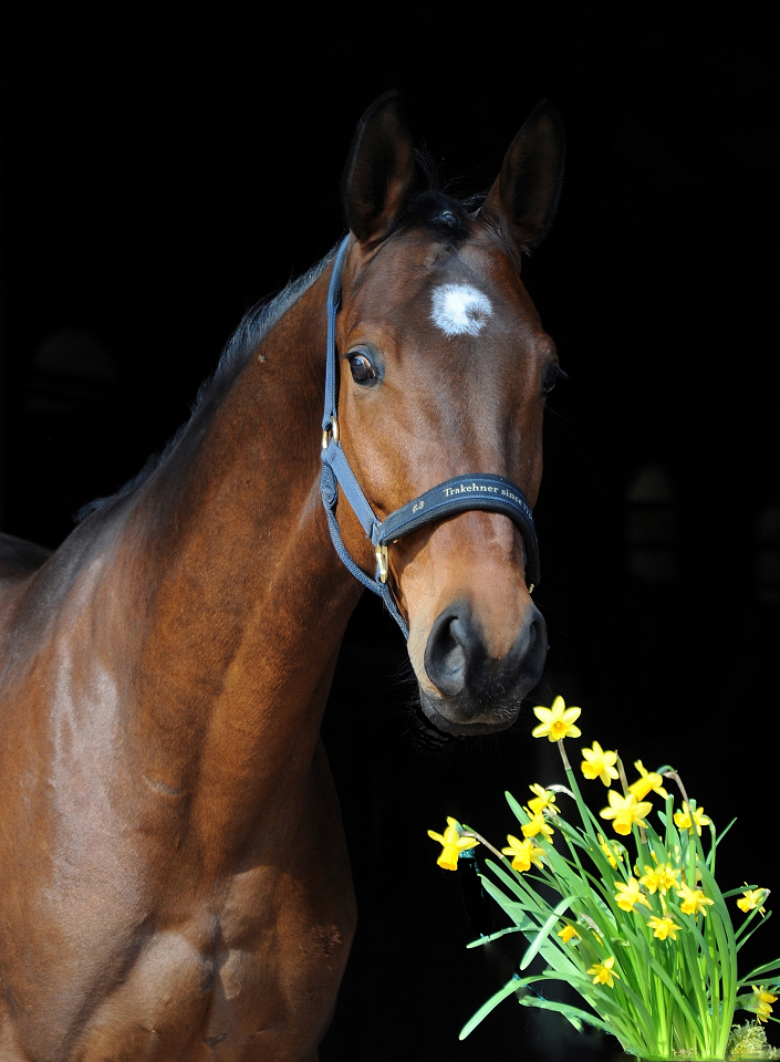 Vino v. High Motion x Exclusiv x Showmaster - Foto Beate Langels - Gestt Hmelschenburg