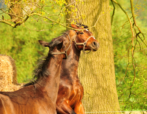 Die zweijhrigen Hengste am 7. Mai 2017 - Trakehner Gestt Hmelschenburg - Foto: Beate Langels