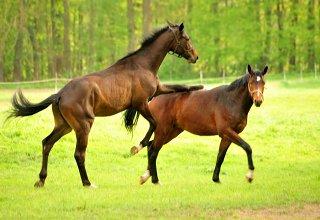Die zweijhrigen Hengste am 7. Mai 2017 - Trakehner Gestt Hmelschenburg - Foto: Beate Langels