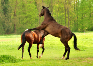 Die zweijhrigen Hengste am 7. Mai 2017 - Trakehner Gestt Hmelschenburg - Foto: Beate Langels
