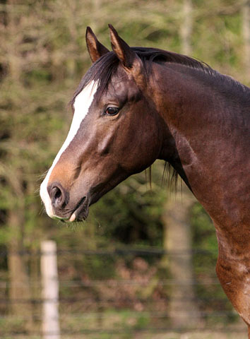 Anfang Mai:  Trakehner Hengst Freudenfest x King Arthur - Foto Kunst