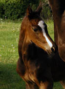 Wenige Stunden alt: Trakehner Hengst von Saint Cyr u.d. Prmienstute Samsara v. Hyllos, Foto: Richard Langels