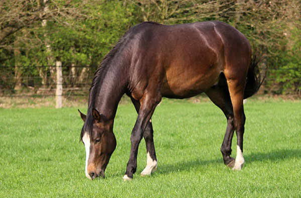Anfang Mai: Trakehner Hengst Freudenfest x King Arthur - Foto Kunst