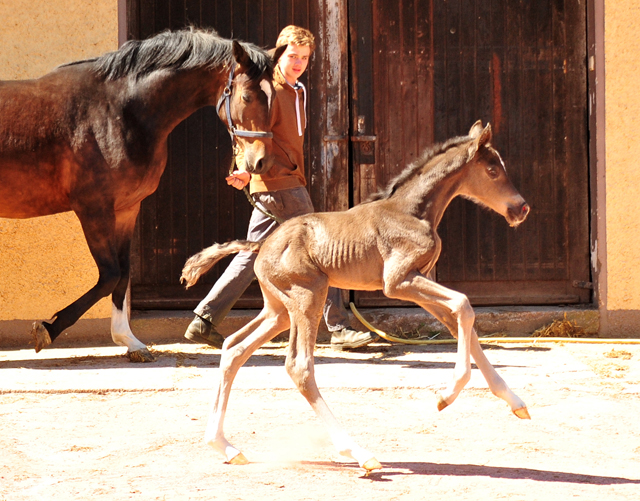 Trakehner Stutfohlen von Zauberdeyk u.d. Pr.A. Gabbana v. High Motion - Alter Fritz  - Gestt Hmelschenburg - Beate Langels