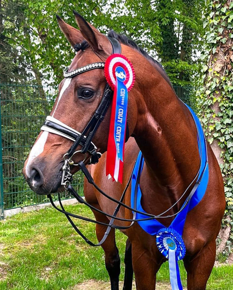 07.05.2022  High Motion siegt beim FEI Prix St. Georges in Achleiten - Trakehner Gestt Hmelschenburg - 
Foto: Beate Langels