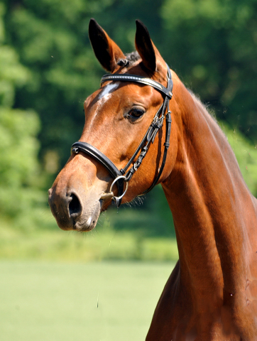 Trakehner Prmienstute Karida von Oliver Twist u.d. Prmien- und Staatsprmienstute Karena v. Freudenfest - Foto: Beate Langels, Trakehner Gestt Hmelschenburg