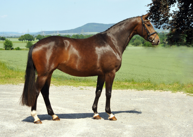 Tacyra v. Saint Cyr u.d. Pr.u.StPrSt. Tavolara v. Excusiv  - Foto: Beate Langels -  
Trakehner Gestt Hmelschenburg