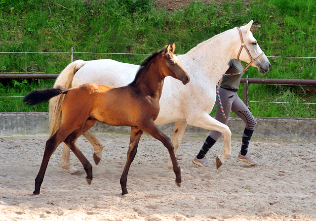 Trakehner Hengstfohlen von High Motion u.d. Eisknigin v. Trocadero, Foto: Beate Langels