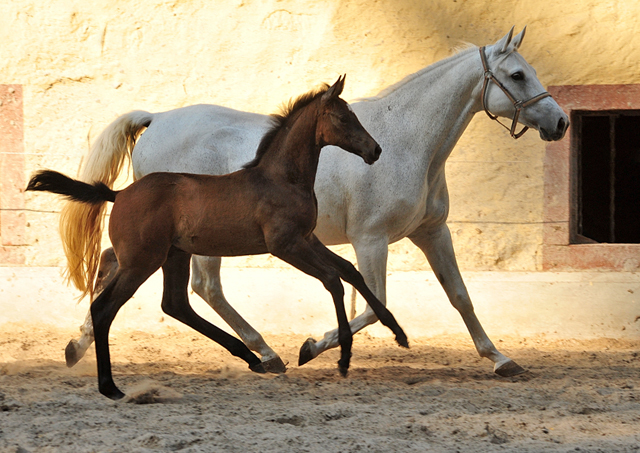 Trakehner Hengstfohlen von High Motion u.d. Eisknigin v. Trocadero, Foto: Beate Langels