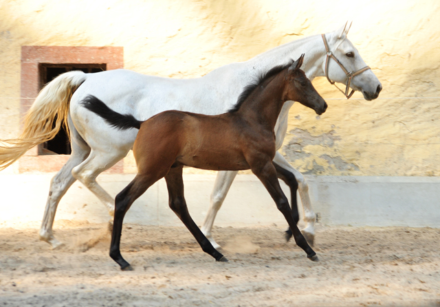 Trakehner Hengstfohlen von High Motion u.d. Eisknigin v. Trocadero, Foto: Beate Langels