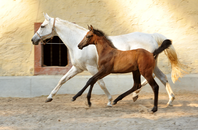 Trakehner Hengstfohlen von High Motion u.d. Eisknigin v. Trocadero, Foto: Beate Langels