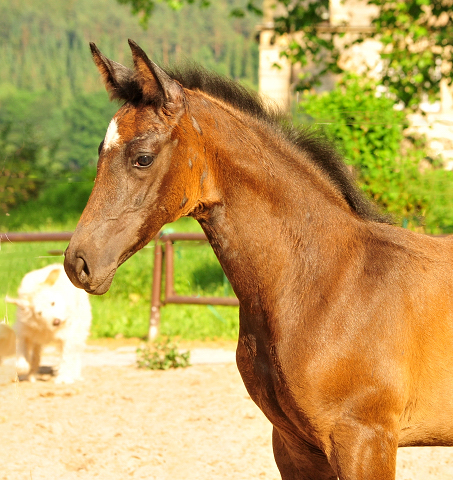 Trakehner Hengstfohlen von High Motion u.d. Eisknigin v. Trocadero, Foto: Beate Langels