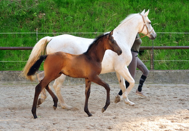 Trakehner Hengstfohlen von High Motion u.d. Eisknigin v. Trocadero, Foto: Beate Langels