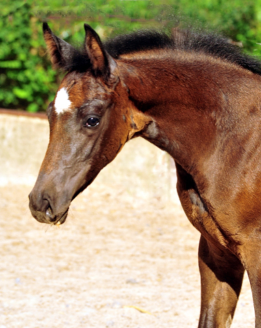 Trakehner Hengstfohlen von High Motion u.d. Eisknigin v. Trocadero, Foto: Beate Langels