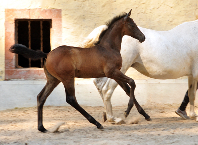 Trakehner Hengstfohlen von High Motion u.d. Eisknigin v. Trocadero, Foto: Beate Langels