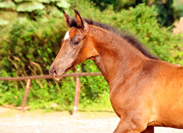 Trakehner Hengstfohlen von High Motion u.d. Eisknigin v. Trocadero, Foto: Beate Langels