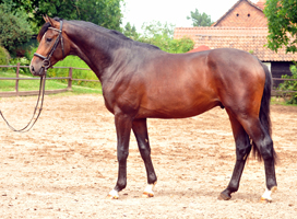 Sandringham 5year old Trakehner Gelding by Exclusiv