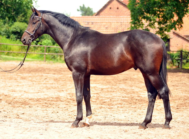 Trakehner Hengst von Saint Cyr u.d. Pr.St. Under the moon v. Easy Game - Herzkristall , Foto: Beate Langels - Trakehner Gestt Hmelschenburg