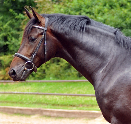 Under Fire - 2year old Trakehner by Saint Cyr out of Pr.St. Under the moon by Easy Game - Trakehner Gestt Hmelschenburg Beate Langels