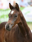 Foto: Stephan Bischoff