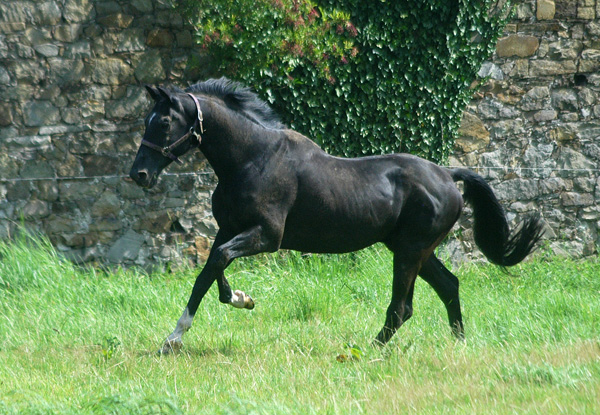 Der 26,5-jhrige Kostolany geniet die Koppel - Gestt Hmelschenburg - Foto: Beate Langels - Trakehner Gestt Hmelschenburg