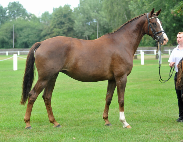 Prmien-u. Staatsprmienstute Klassic v. Freudenfest - Foto: Beate Langels - Trakehner Gestt Hmelschenburg