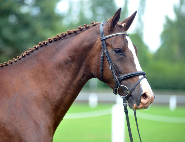 Prmien-u. Staatsprmienstute Klassic v. Freudenfest - Foto: Beate Langels - Trakehner Gestt Hmelschenburg