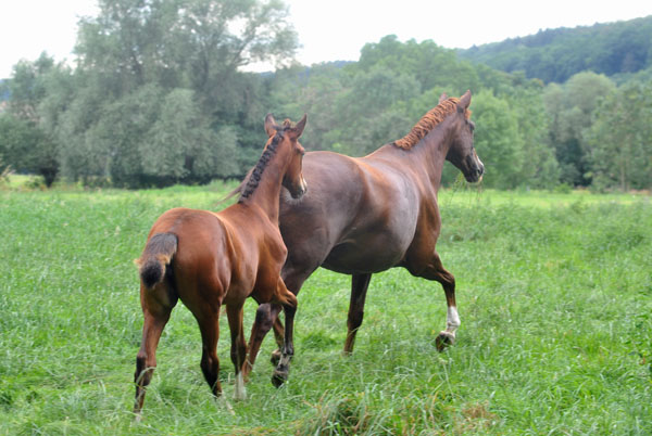  - Foto: Beate Langels - Trakehner Gestt Hmelschenburg