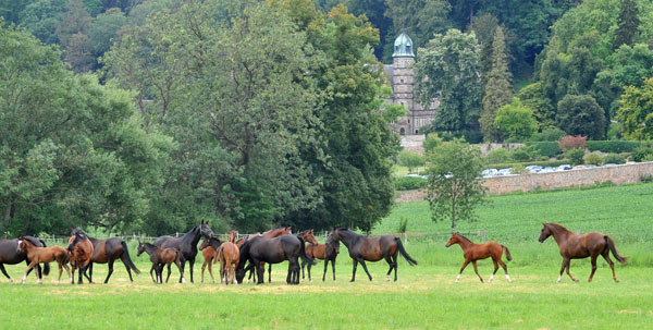  - Foto: Beate Langels - Trakehner Gestt Hmelschenburg