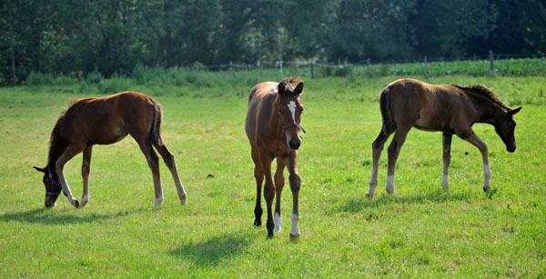 Unsere drei Saint Cyr Fohlen - Foto: Beate Langels - Trakehner Gestt Hmelschenburg