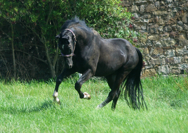 Trakehner Hengst Kostolany (26,5jhrig) geniet die Koppel - - Foto: Beate Langels - Trakehner Gestt Hmelschenburg