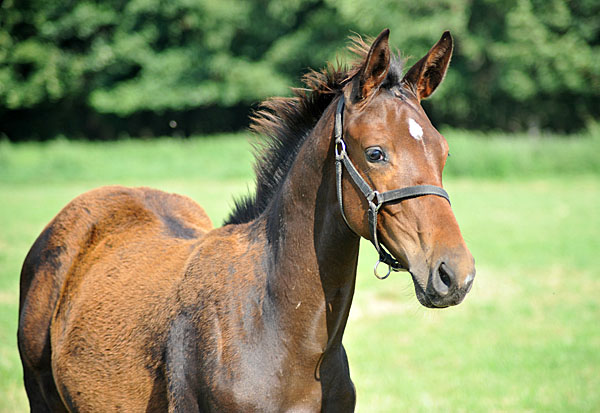 Hengstfohlen von Exclusiv u.d. Elitestute Vicenza v. Showmaster - Foto: Beate Langels - Trakehner Gestt Hmelschenburg