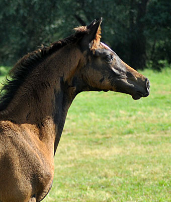 Stutfohlen von Saint Cyr u.d. Greta Garbo - Foto: Beate Langels - Trakehner Gestt Hmelschenburg