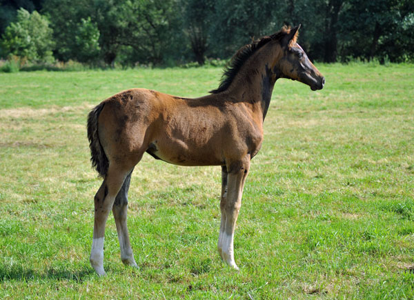 Stutfohlen von Saint Cyr u.d. Greta Garbo - Foto: Beate Langels - Trakehner Gestt Hmelschenburg