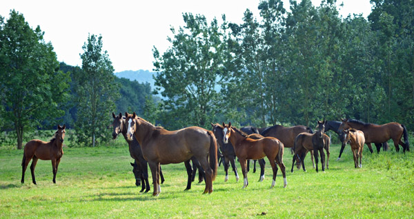  - Foto: Beate Langels - Trakehner Gestt Hmelschenburg