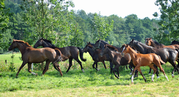  - Foto: Beate Langels - Trakehner Gestt Hmelschenburg