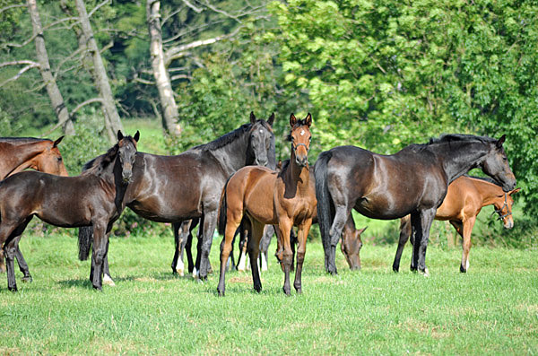  - Foto: Beate Langels - Trakehner Gestt Hmelschenburg