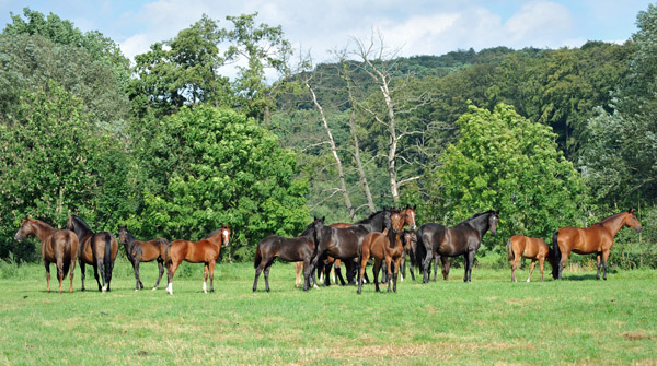  - Foto: Beate Langels - Trakehner Gestt Hmelschenburg