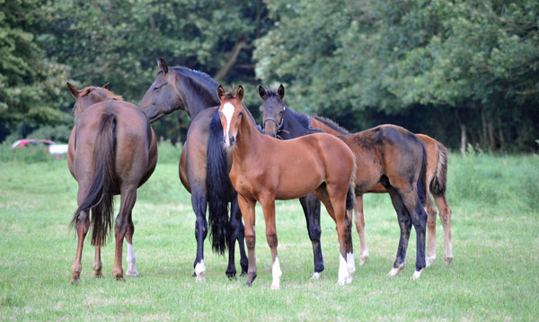  - Foto: Beate Langels - Trakehner Gestt Hmelschenburg