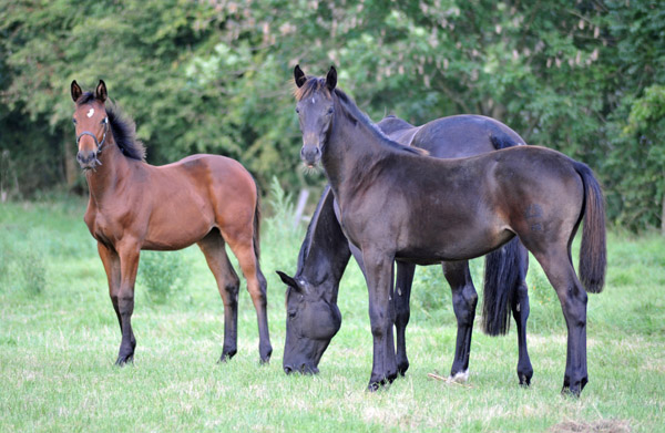  - Foto: Beate Langels - Trakehner Gestt Hmelschenburg