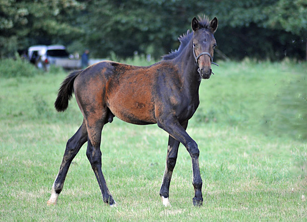 Oldenburger Hengstfohlen von Symont u.d. Beloved v. Kostolany - Foto: Beate Langels - Trakehner Gestt Hmelschenburg