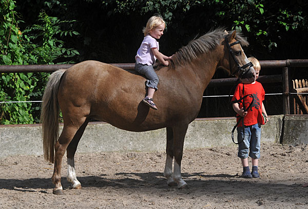 Der Neuzugang fr den Reiternachwuchs - Foto: Beate Langels - Trakehner Gestt Hmelschenburg