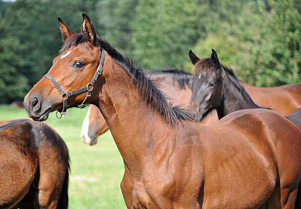 Trakehner Stutfohlen Schwalbenlicht v. Imperio u.d. Schwalbenspiel v. Exclusiv - Foto: Beate Langels - Trakehner Gestt Hmelschenburg