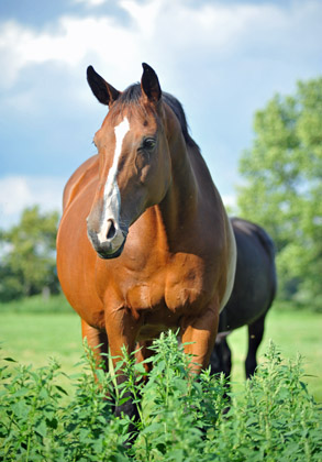 Prmien-u. Staatsprmienstute Guendalina v. Red Patrick xx - Foto: Beate Langels - Trakehner Gestt Hmelschenburg