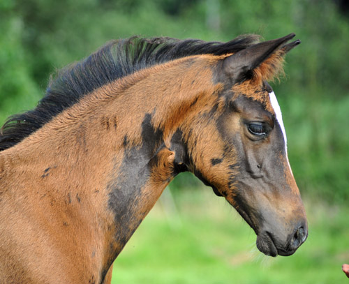 Stutfohlen von Saint Cyr u.d. Greta Garbo v. Alter Fritz - im Gestt Hmelschenburg - Foto: Beate Langels - Trakehner Gestt Hmelschenburg