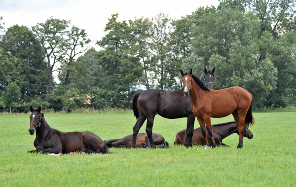 Jhrlingshengste im Gestt Hmelschenburg - Foto: Beate Langels - Trakehner Gestt Hmelschenburg