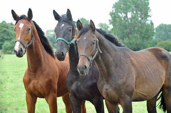 Jhrlingshengste im Gestt Hmelschenburg - Foto: Beate Langels - Trakehner Gestt Hmelschenburg