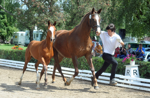 Prmien-u. Staatsprmienstute Klassic v. Freudenfest vorgestellt von Richard Langels - Foto: Beate Langels - Trakehner Gestt Hmelschenburg