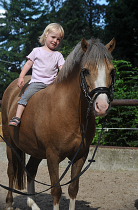 Greta - Foto: Beate Langels - Trakehner Gestt Hmelschenburg