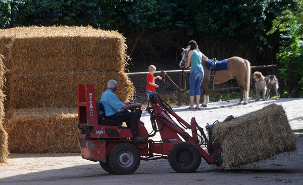 Strohbergung - Foto: Beate Langels - Trakehner Gestt Hmelschenburg